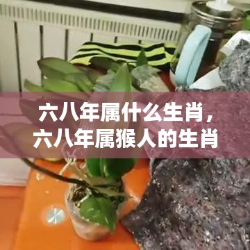 六八年属猴生肖运势深度解析与生肖特点揭秘