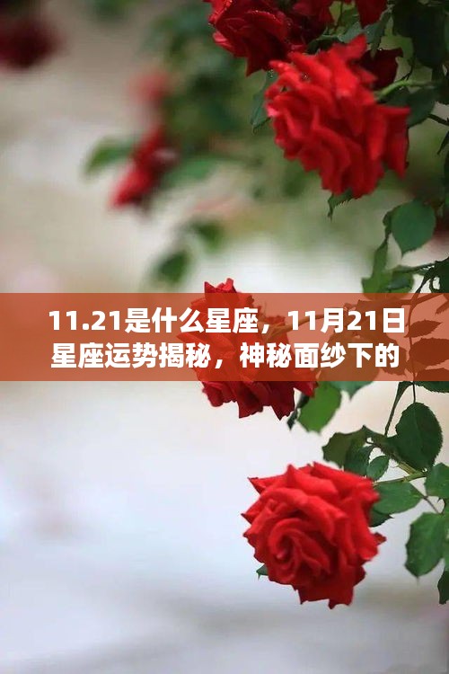 揭秘11月21日星座运势与个性魅力，神秘面纱下的天蝎座魅力展现