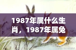 1987年属兔运势解析，生肖兔的运势与特点分析