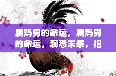 属鸡男的命运解析，洞悉未来，掌握人生轨迹