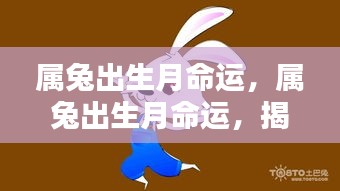 揭秘属兔出生月份与命运走向的奥秘