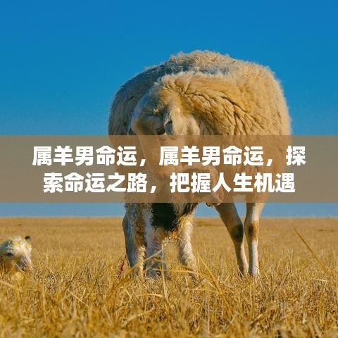 属羊男的命运探索，把握人生机遇，揭秘命运之路