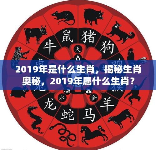 揭秘生肖奥秘，2019年属猪的奥秘与特点解析