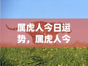 属虎人今日运势详解