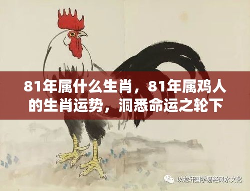 揭秘生肖运势，揭秘属鸡人的命运机遇与挑战，探寻生肖鸡在命运之轮下的表现