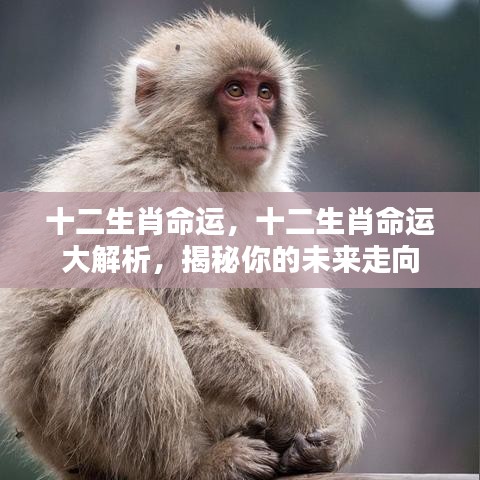 揭秘十二生肖命运走向，深度解析未来运势展望