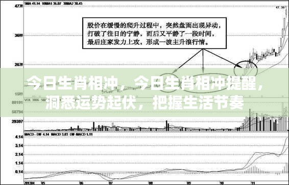 今日生肖相冲详解，洞悉运势，掌握生活节奏提醒