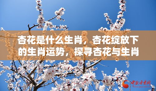 杏花与生肖，探寻运势奥秘，绽放下的生肖情缘揭秘