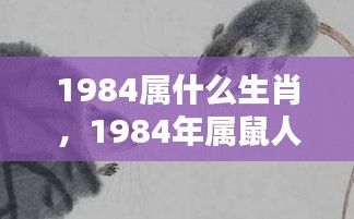 1984年属鼠人的命运运势，机遇与挑战并存