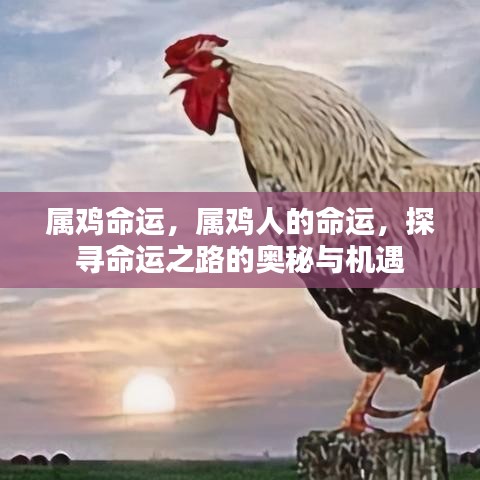 属鸡命运揭秘，探寻命运之路的奥秘与机遇挑战