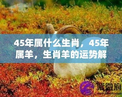 生肖羊运势解析，深度解读45年属羊人的运势特点