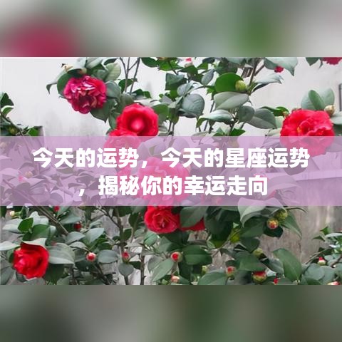 今日星座运势揭秘，掌握幸运走向的秘诀！