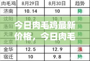 今日肉毛鸡价格与市场行情分析报告