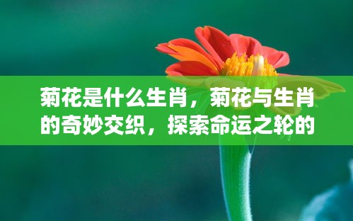 菊花是什么生肖，菊花与生肖的奇妙交织，探索命运之轮的独特缘分