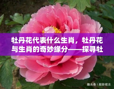 牡丹花与生肖的奇妙缘分，探寻牡丹花代表的生肖特质及特质解读