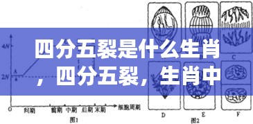 四分五裂背后的生肖微妙变化解析