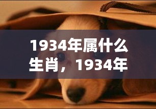 揭秘生肖狗，揭秘1934年属狗的命运之星与岁月轨迹