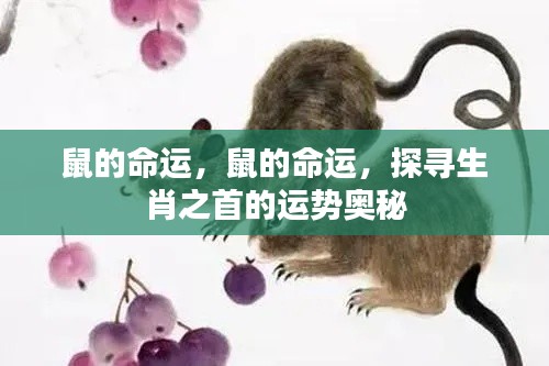 探寻生肖之首——鼠的运势奥秘