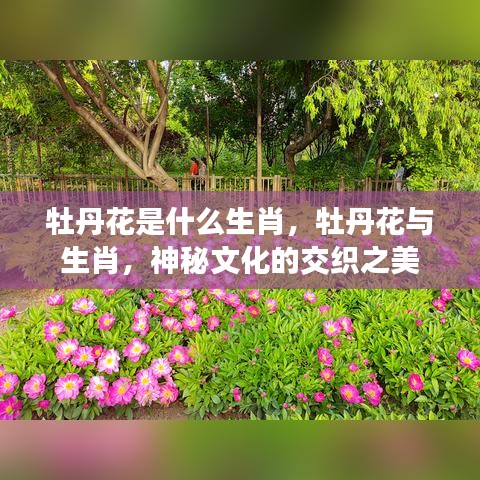 牡丹花与生肖，揭秘神秘文化交织之美