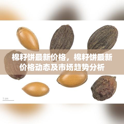 棉籽饼最新价格与市场趋势深度解析