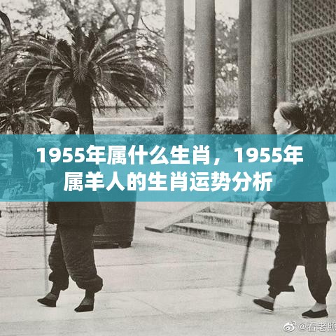 1955年属羊人的生肖运势详解与运势分析