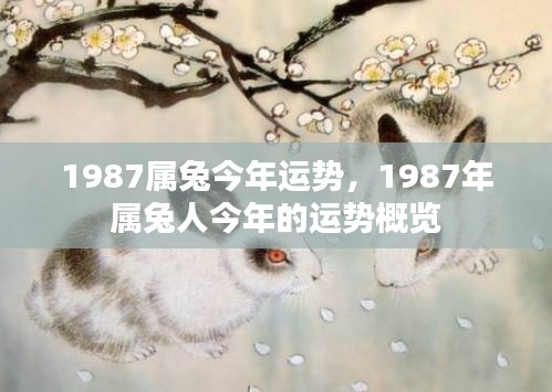 1987年属兔人今年的运势概览及分析