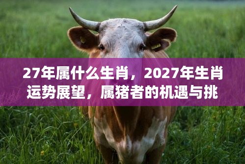 2027年属猪者的运势展望与机遇挑战