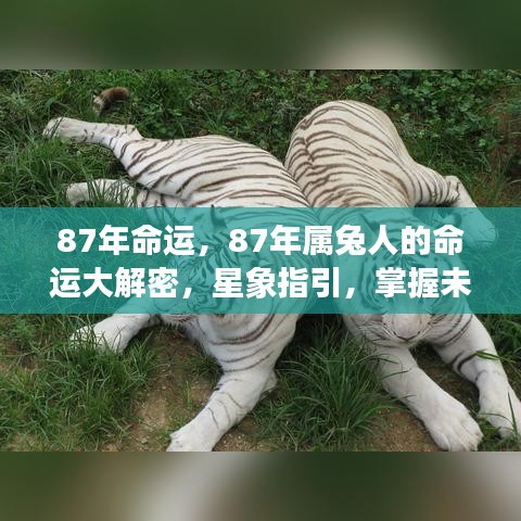 揭秘87年属兔人的命运走向，星象指引下的未来解密