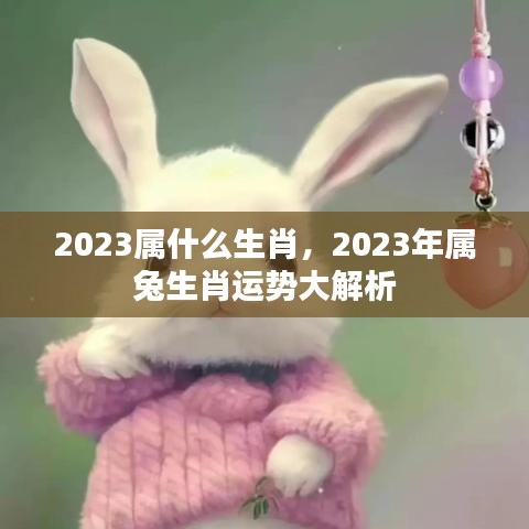 2023年属兔生肖运势全面解析