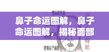 鼻子命运图解，面部特征与人生运势的奥秘联系揭秘