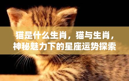 猫与生肖运势，神秘魅力下的星座探索之旅