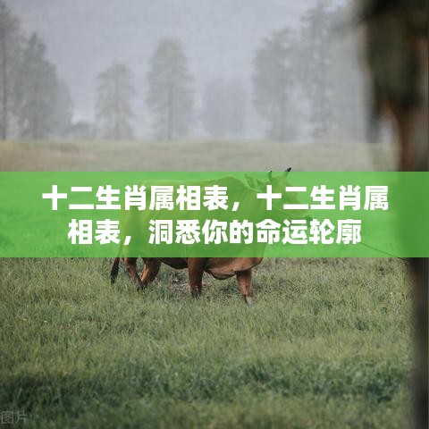 十二生肖属相表，揭秘命运之轮