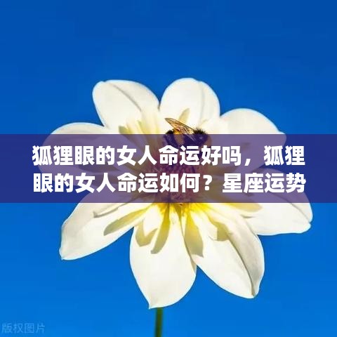 狐狸眼女人的命运解析，星座运势下的独特魅力与命运走向