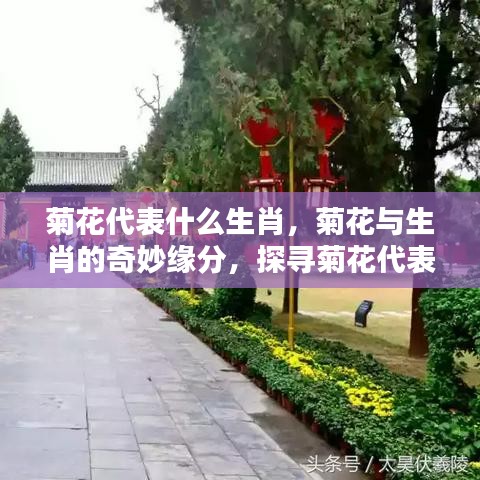 菊花与生肖的奇缘，揭秘菊花代表哪个生肖的奥秘