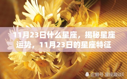 揭秘11月23日星座特征，运势与性格解析