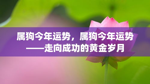 属狗今年运势展望，走向成功的黄金时光