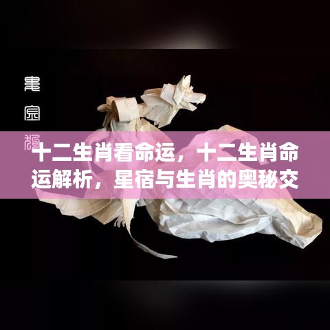 生肖命运揭秘，星宿奥秘与十二生肖的交织解析