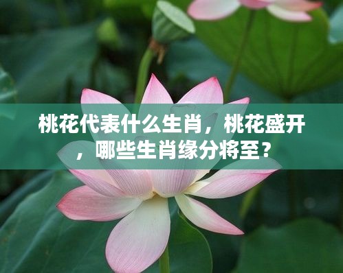 桃花盛开与生肖缘分，揭秘桃花代表的生肖及缘分将至的生肖们