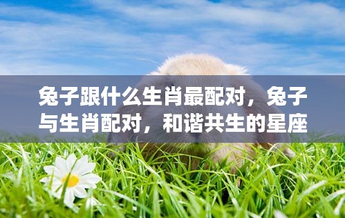 兔子生肖的最佳配对生肖与和谐星座情缘解析