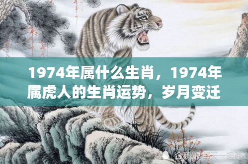 岁月变迁中的独特魅力与机遇，揭秘1974年属虎人的生肖运势与生肖魅力