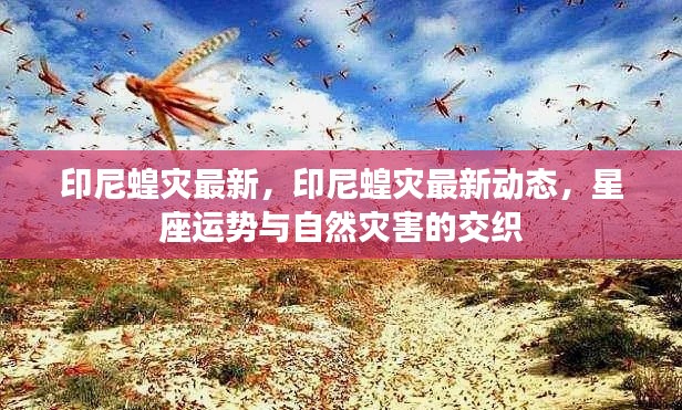 印尼蝗灾最新动态，星座运势与自然灾害的交织影响