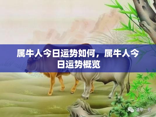 属牛人今日运势概览与运势分析