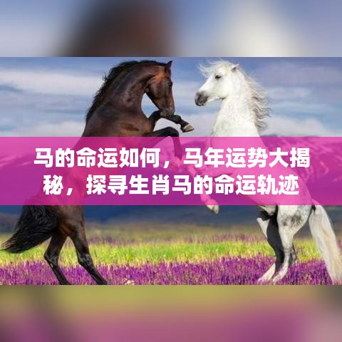 生肖马命运揭秘，探寻马年运势与命运轨迹