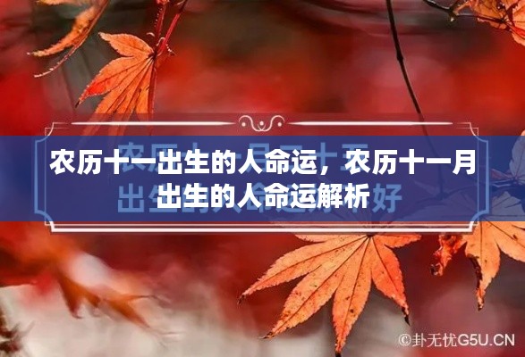 农历十一月出生的人命运详解