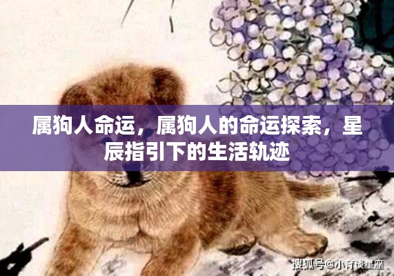 属狗人的命运探索，星辰指引下的生活轨迹