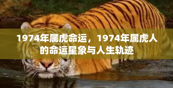 1974年属虎人的命运解析与人生轨迹展望