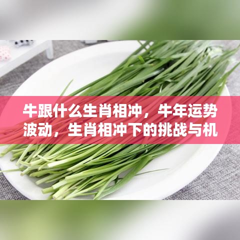 牛年运势波动，生肖相冲下的挑战与机遇，牛与哪些生肖相冲突？