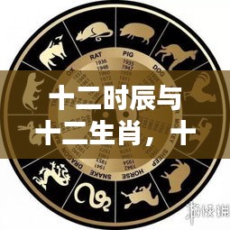 揭秘十二时辰与十二生肖，星象奥秘与运势解析