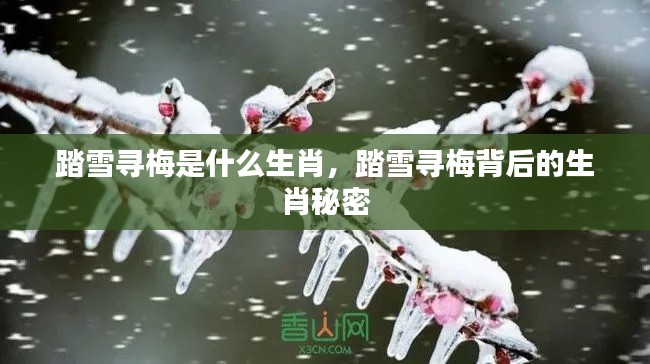 踏雪寻梅背后的生肖秘密，揭秘生肖与梅花的神秘联系