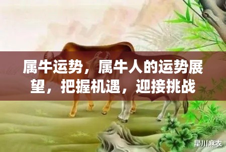 属牛人的运势展望，把握机遇，迎接挑战，展望美好未来